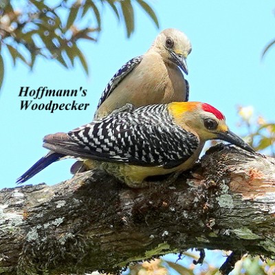 Hoffmann's Woodpecker